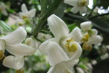 在寒冷的冬天吃上一口冰板栗,在很冷的冬天还吃冰棍