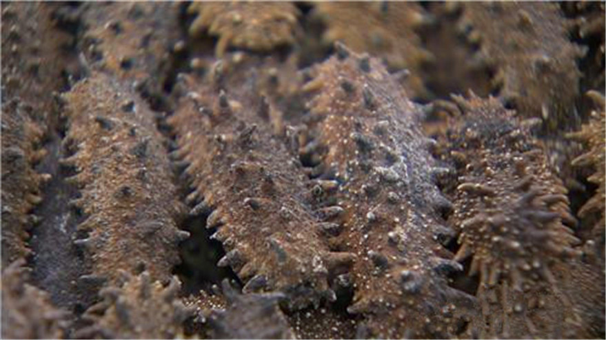 玩海参年入6000万，花样层出的他说，蠢人没机会赚钱