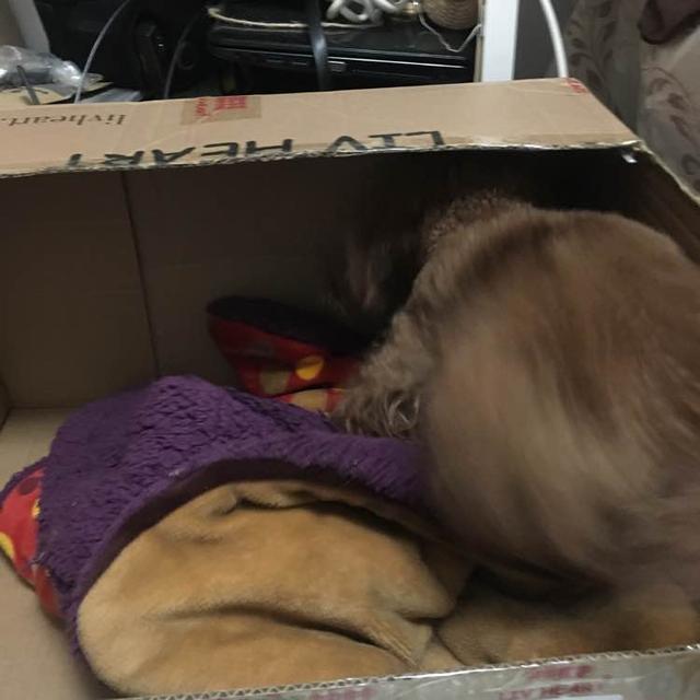 泰迪外出回来咬自己脚毛,一回家泰迪激动的咬手