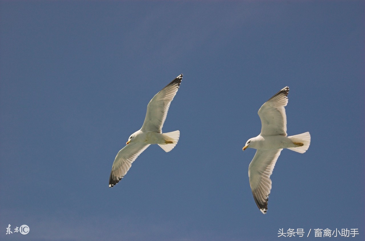 鸽子气囊炎的最佳治疗方法,气囊炎鸽药