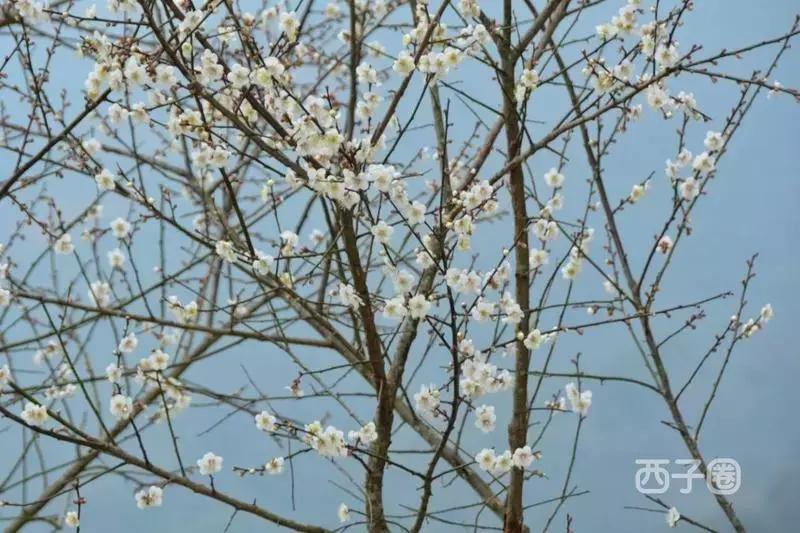 2024年梁化梅园看梅花时间,梁化梅花今年开了吗