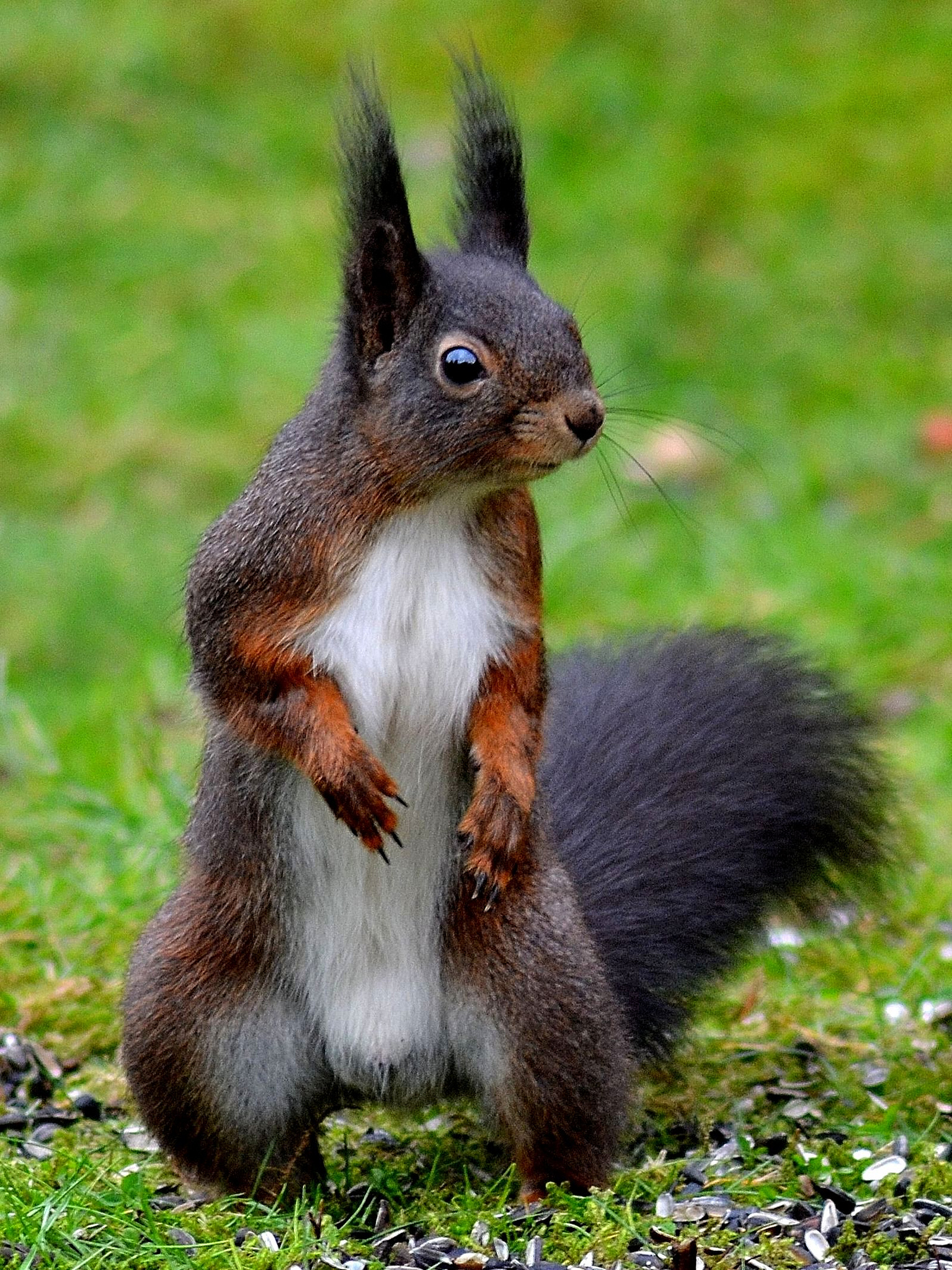 家养松鼠会咬家具吗,家里养的松鼠总爱睡觉怎么回事