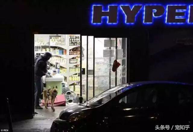 犬界精英——马犬，警察叔叔最爱它