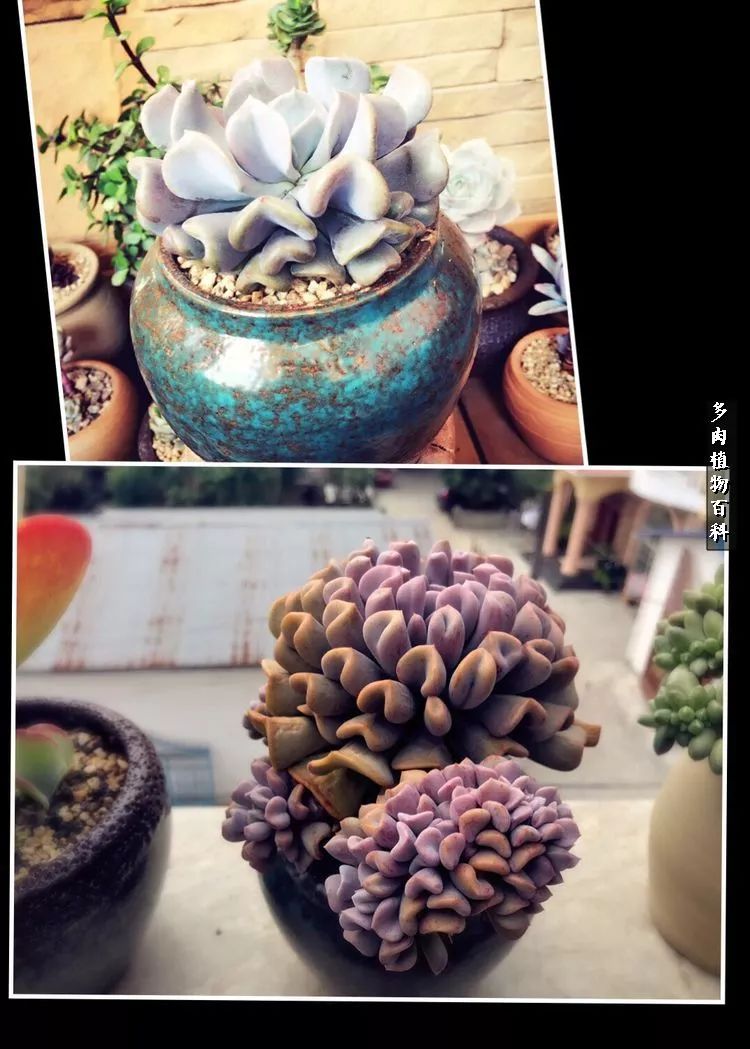 阳光的多肉花园,漂亮的多肉露台花园