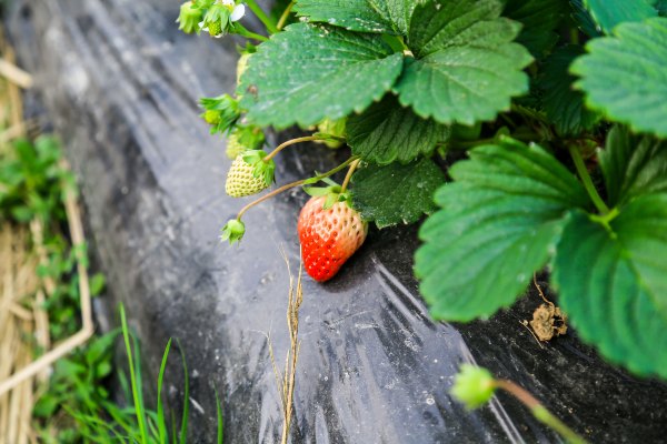 只有一亩地的农场,草莓种植基地采摘园