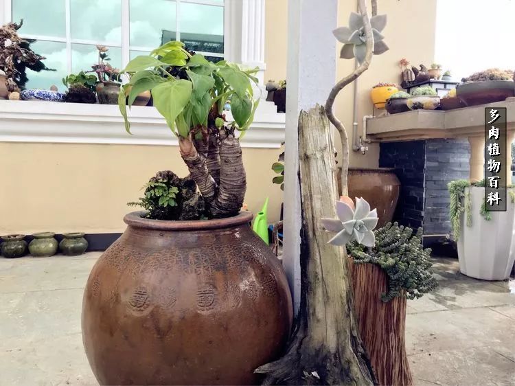 阳光的多肉花园,漂亮的多肉露台花园