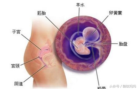 怀孕一个月的细节,怀孕一个月的孕妈请注意