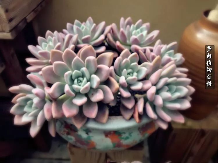 阳光的多肉花园,漂亮的多肉露台花园