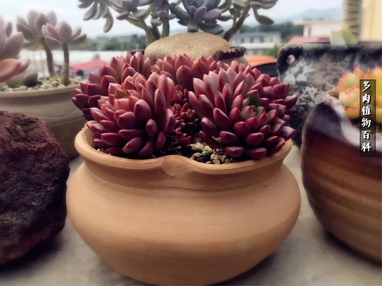 阳光的多肉花园,漂亮的多肉露台花园
