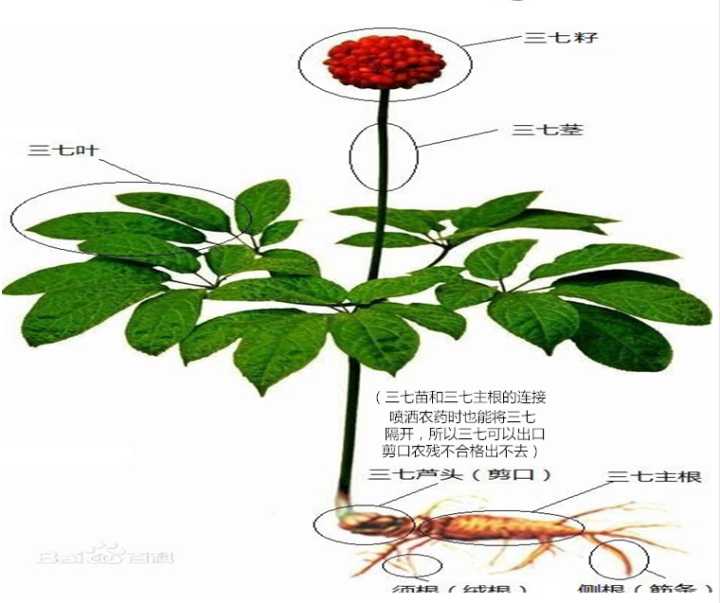在网上买三七怎么选,在网上买三七注意事项