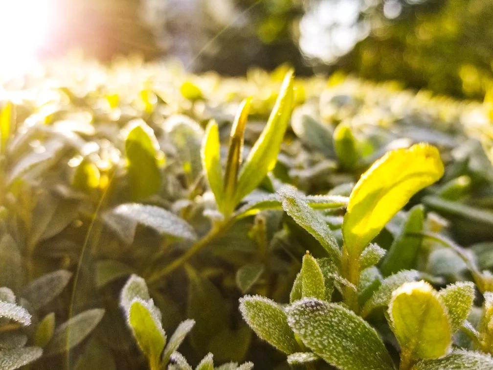 三星s8与s8+及note8拍照,三星s8官方拍照样张