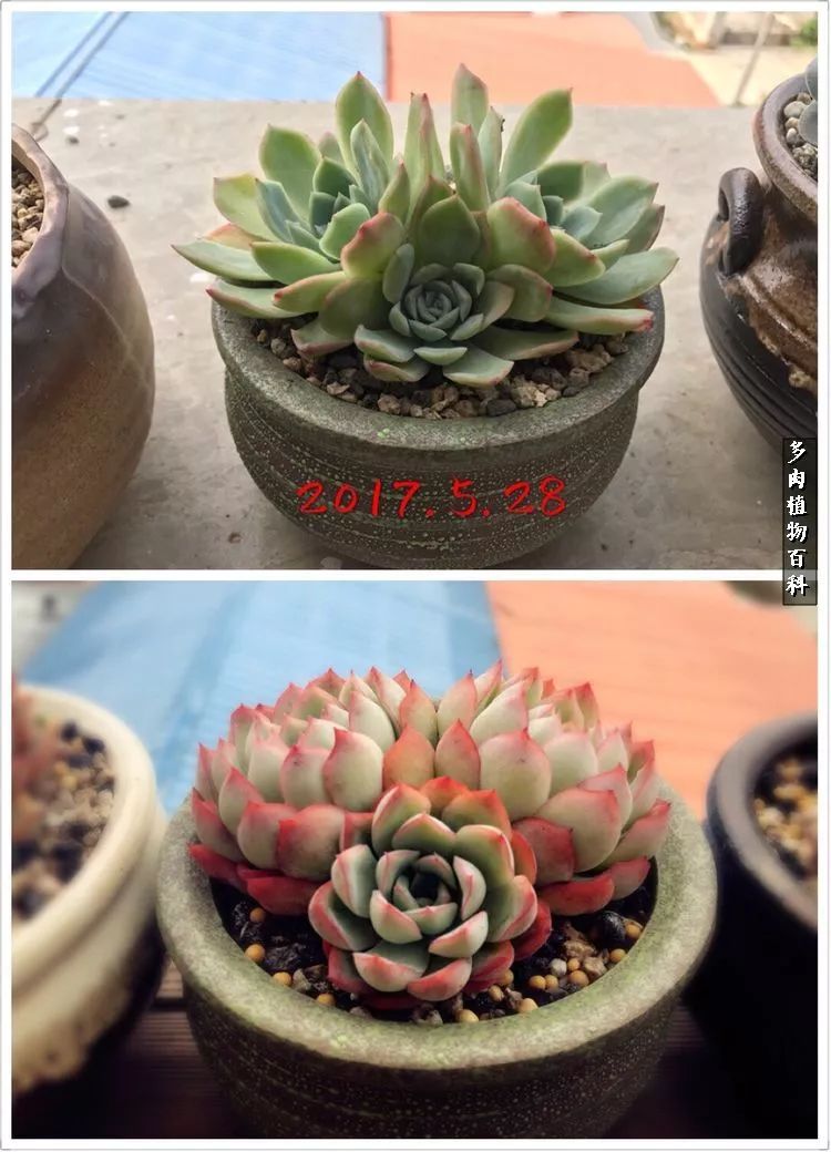 阳光的多肉花园,漂亮的多肉露台花园