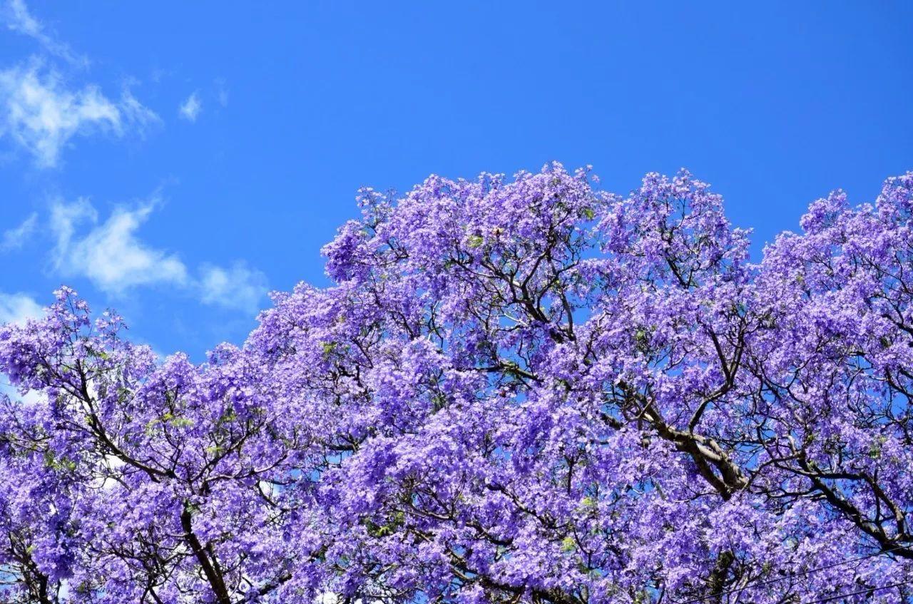 南非线路攻略｜与鲨共舞、沙漠开花、隔海观鲸，你了解非洲吗？