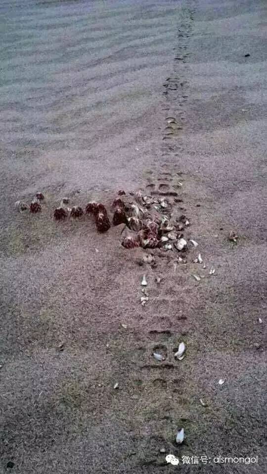 蒙古阿拉善肉苁蓉,阿拉善苁蓉生长在哪儿