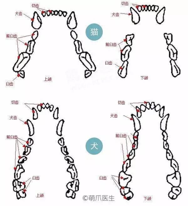 犬猫牙齿生长周期,猫咪狗狗为什么生的不同种类