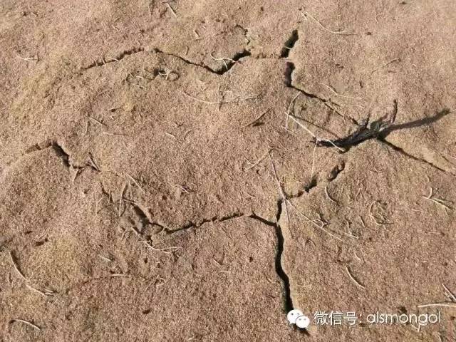 蒙古阿拉善肉苁蓉,阿拉善苁蓉生长在哪儿