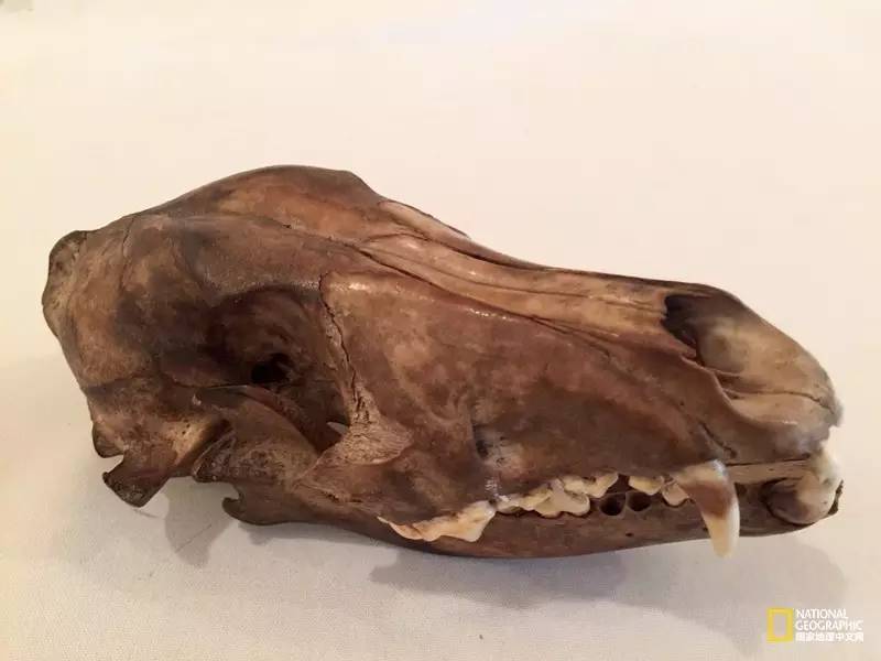 FraserIsland|快来全世界最大的沙岛上撒把野