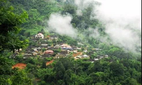 为什么说南糯山是全球古茶第一村,南糯山为什么是普洱茶第一村