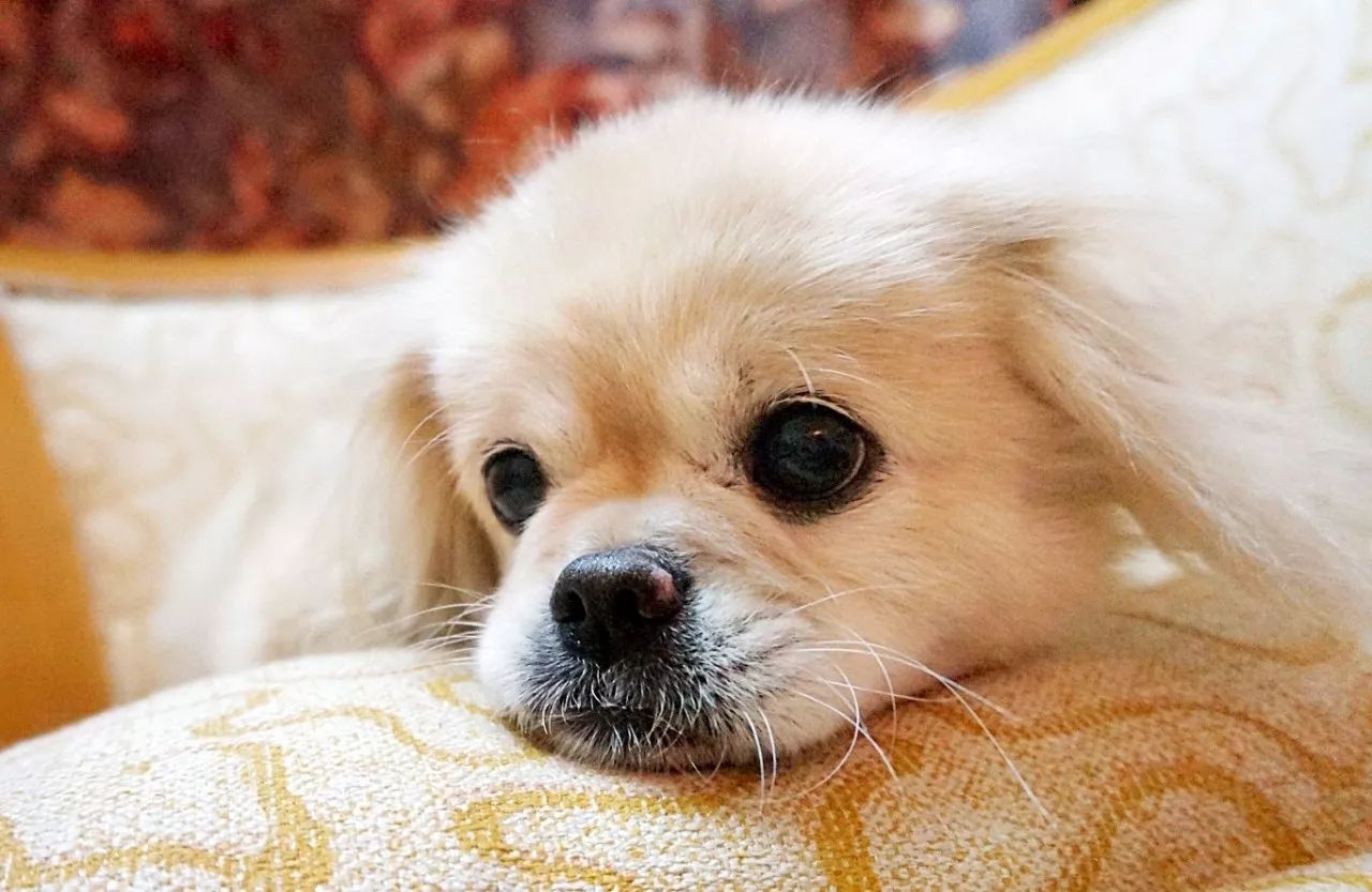 狗狗可爱场面,狗狗有趣集锦视频大全