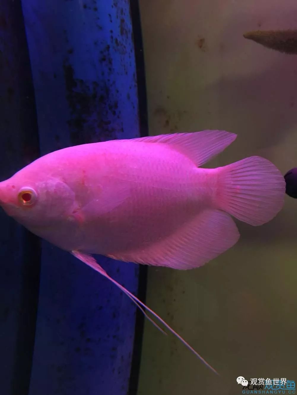 招财鱼烂肉最佳治疗方法,与食管癌抗争的五年