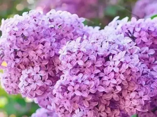 有什么比较特殊也比较好看的鲜花,什么鲜花比较有特色又好看