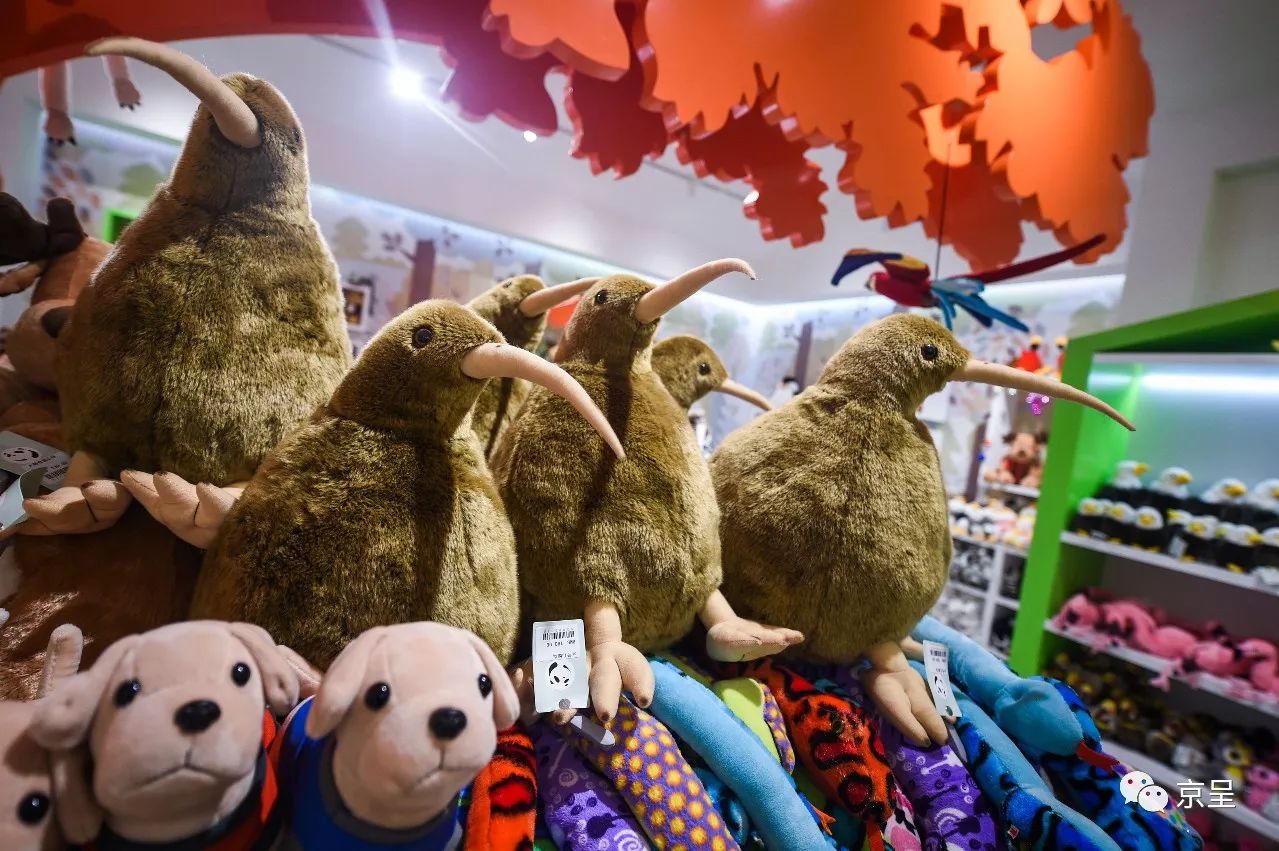 鹈鹕树懒食蚁兽?北京这家非主流玩偶店教你认认新萌物