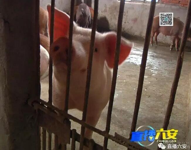 猪肚子里面有个毛球是什么东西,猪肚子里面长了个珠宝值钱吗