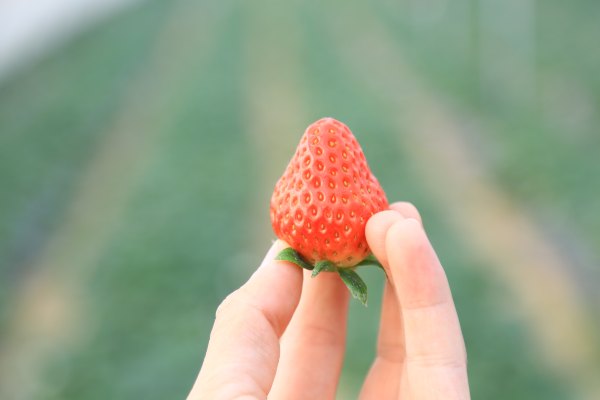 只有一亩地的农场,草莓种植基地采摘园
