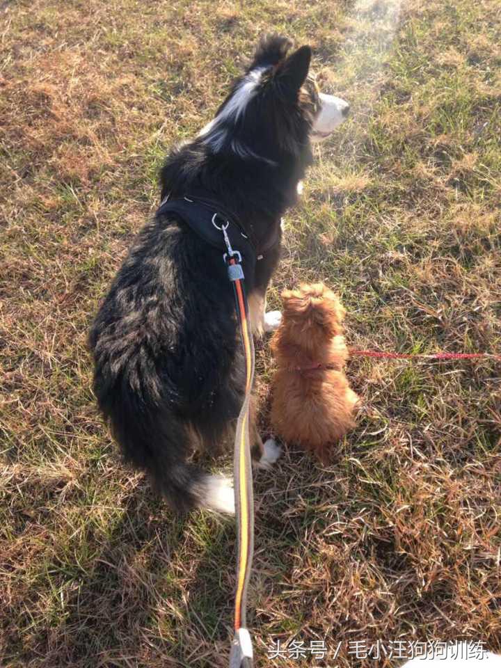 泰迪拉直后还会卷吗,把泰迪的毛拉直了还能卷起来吗