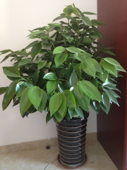 平安树越冬温度多少,平安树可以在室外越冬吗