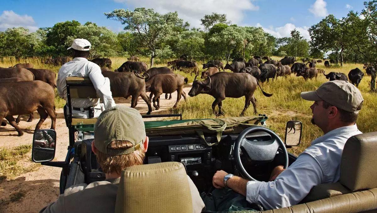 南非线路攻略｜与鲨共舞、沙漠开花、隔海观鲸，你了解非洲吗？