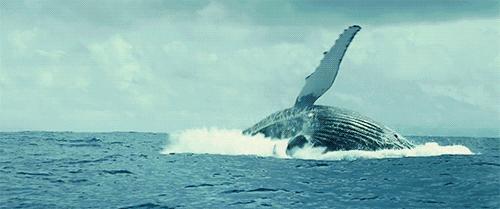 南非线路攻略｜与鲨共舞、沙漠开花、隔海观鲸，你了解非洲吗？