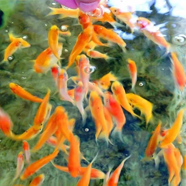 锦鲤繁殖孵化方法全过程,鱼缸锦鲤产卵后怎么孵化