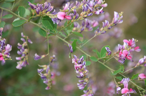 十年前血崩，她说是自己挖这个吃好的，你知道是什么吗？