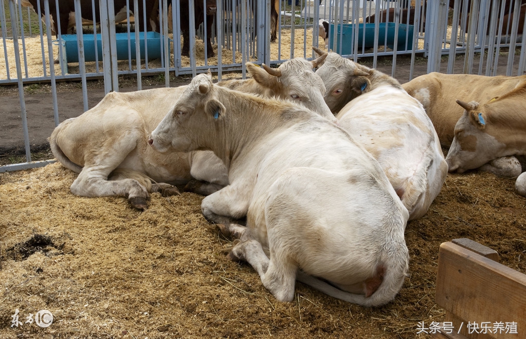 养牛多长时间见效益，养牛小白你知道吗？