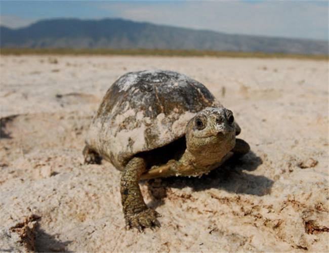 养龟的技巧与注意事项浅水龟,怎么判断乌龟是半水龟还是深水龟