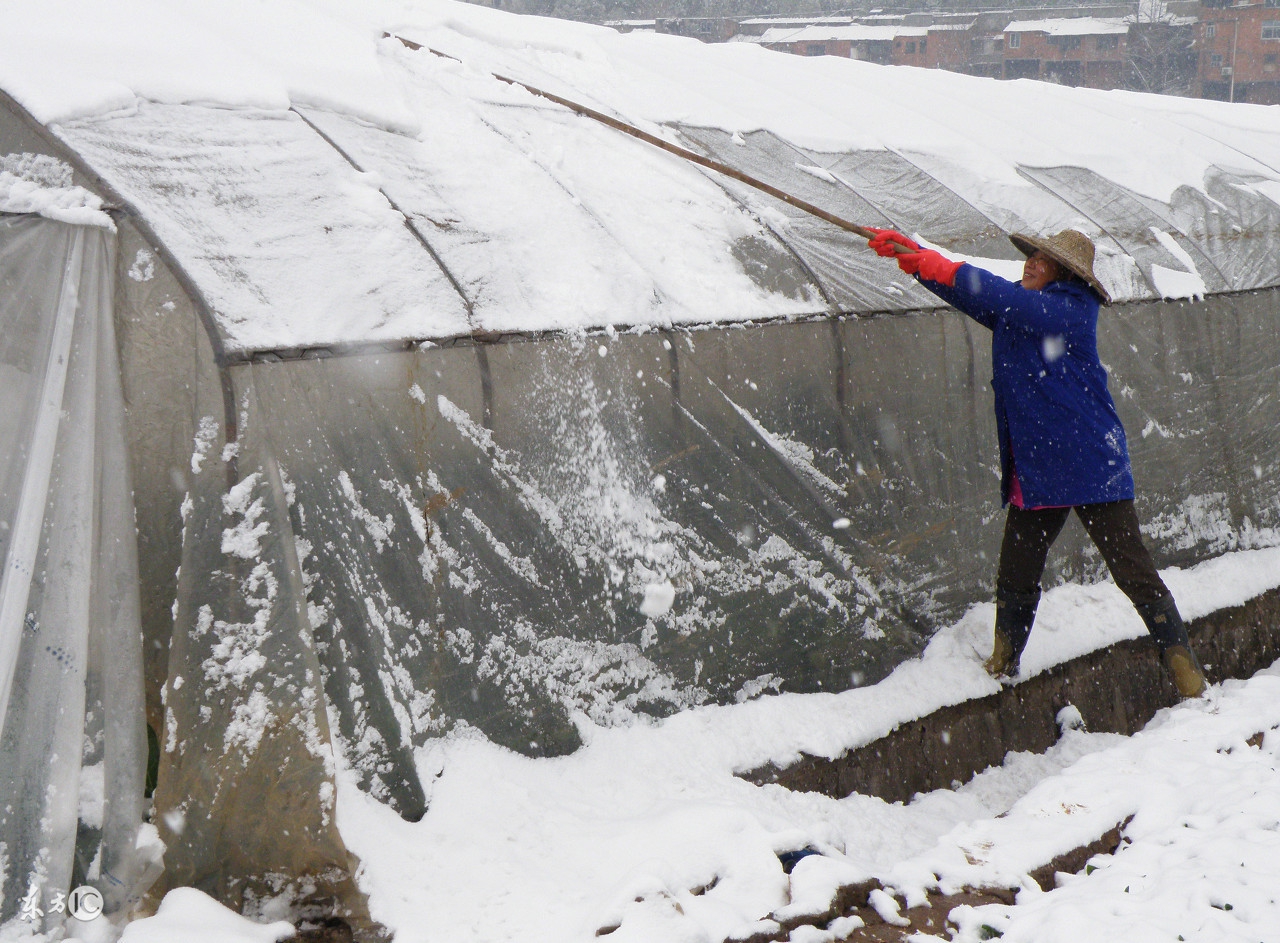 大雪来了怎么办,滞销土豆