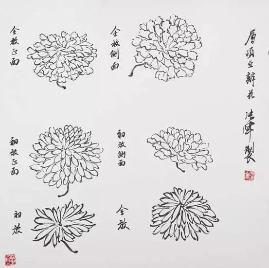 国画花鸟画花的构图,花鸟画各种造型的画法
