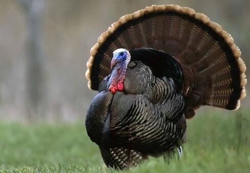 火鸡饲养管理,火鸡的饲养技术