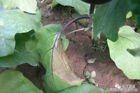 茄子绵疫病为害特点,茄子病害绵疫病