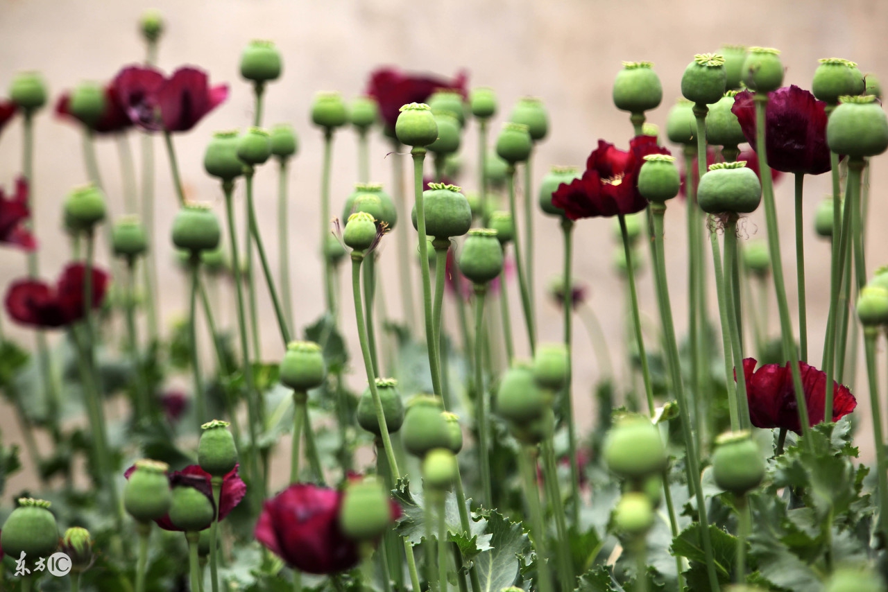 金三角的三绝：*粟罂**、和尚、人妖