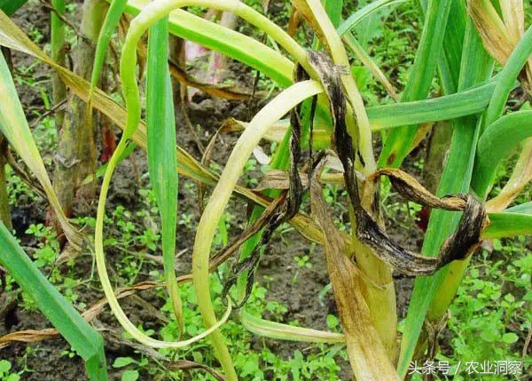 大蒜种植技术与病虫害防治,大蒜的全程种植管理及病虫害防治
