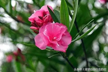 家里盆栽有这几样的赶紧扔掉,盆栽哪些绿植有毒性大