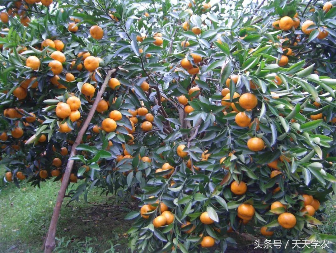 红美人柑橘和沃柑哪个品种更甜,这几年比较火的柑橘品种