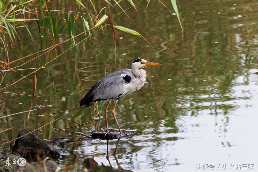 野生甲鱼最佳养殖方法,野生甲鱼的养殖方法与技术