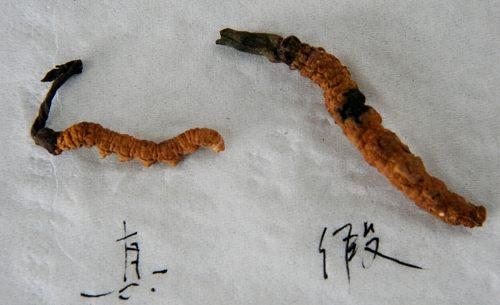 造假最多的十个中药材,名贵中药材造假的有哪些