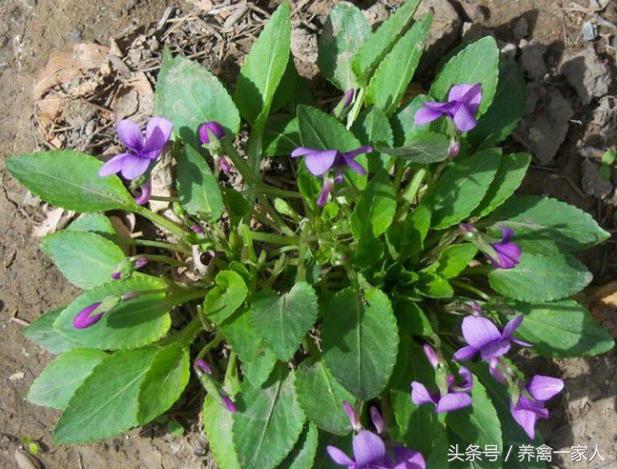 苦地丁草能养鸡吗,养鸡人必看的100个技巧