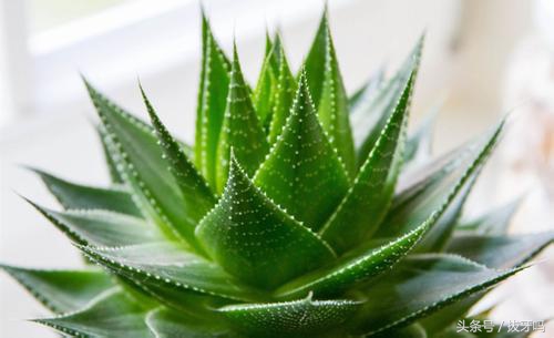 芦荟怎样不黄叶,芦荟为啥总是烂尖