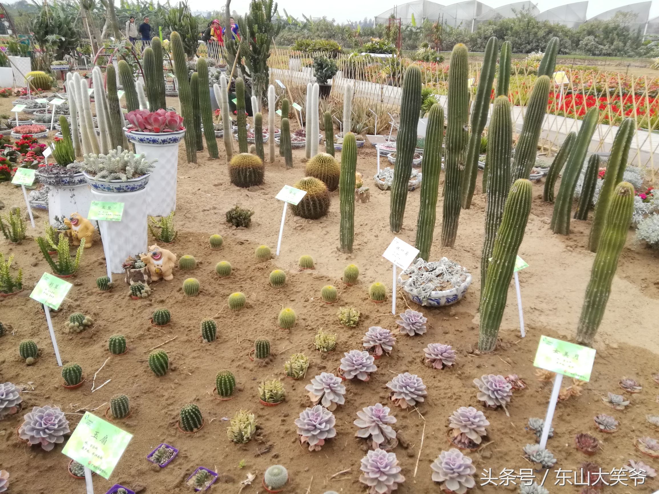 南沙东涌花海,南沙东涌镇风景绝美的地方