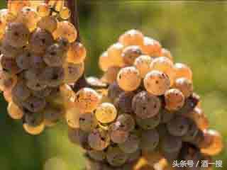 葡萄酒知识甜酒的四大种类,葡萄酒知识大全英文